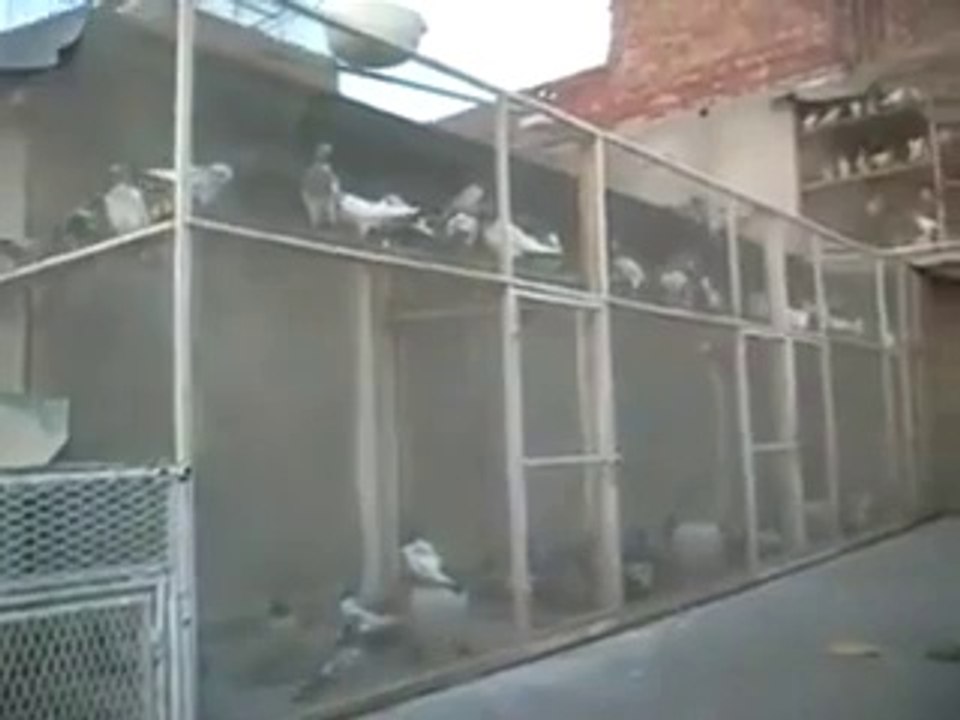 Pakistan Pigeons Of 2014 Best Flying Pigeons