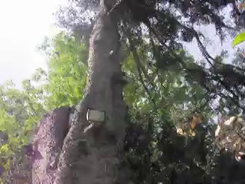 Arbres "la Balaine" dans l'Allier.......