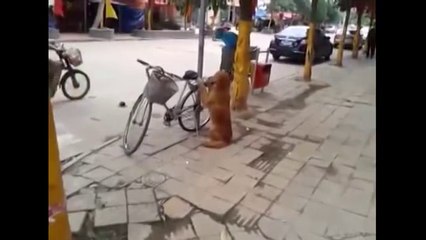 Best Dog Ever! - Dog Guards Owner's Bike!