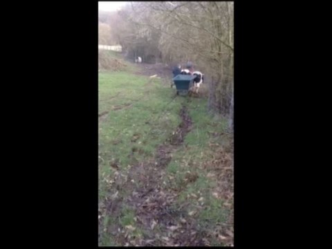 Pose de clôture avec les boeufs Bretons d'Agnès et Luc Bernard dans la Sarthe au printemps 2014