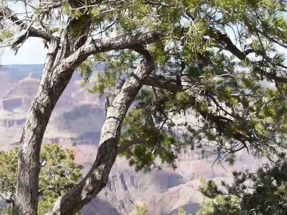 GRAND CANYON 024