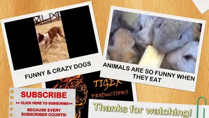 Dogs And Cats Playing In The Snow!