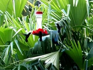 Des p'tits colibris !