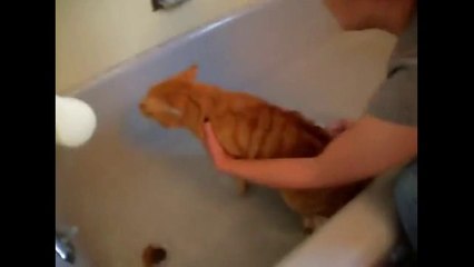 The Cat Says 'NO!' to Bath!