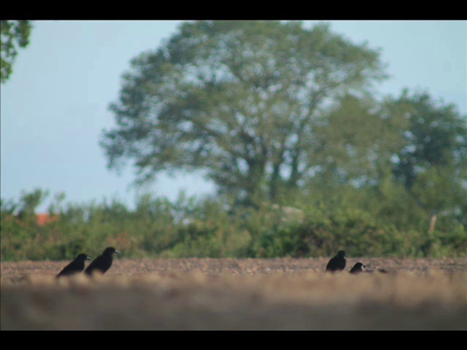 Régulation corvidés
