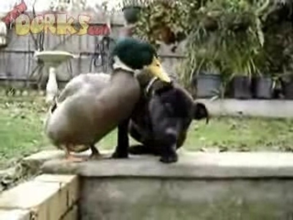 canard&chien