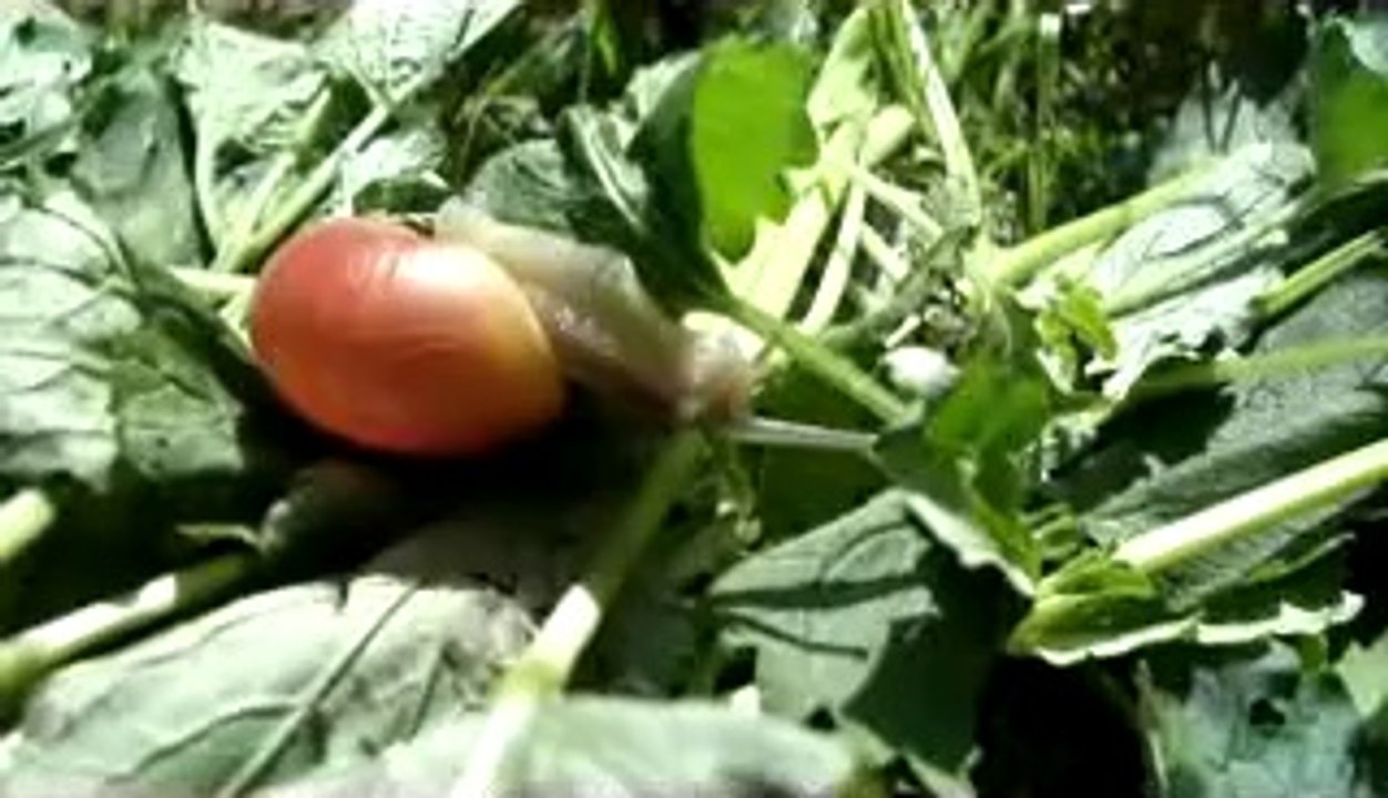 Snail at noon/Schnecke am Mittag/Caracol ao meio dia