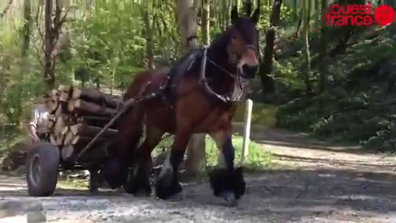 Demo-debardage-au-cheval-par-Elodie-Baudin