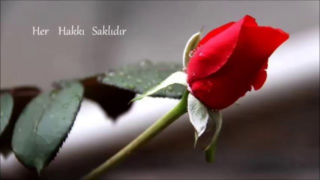 Nasıl Unutacağım Söz İsmail Bozkuş Müzik Yorum Yavuz Selim Kurnaz