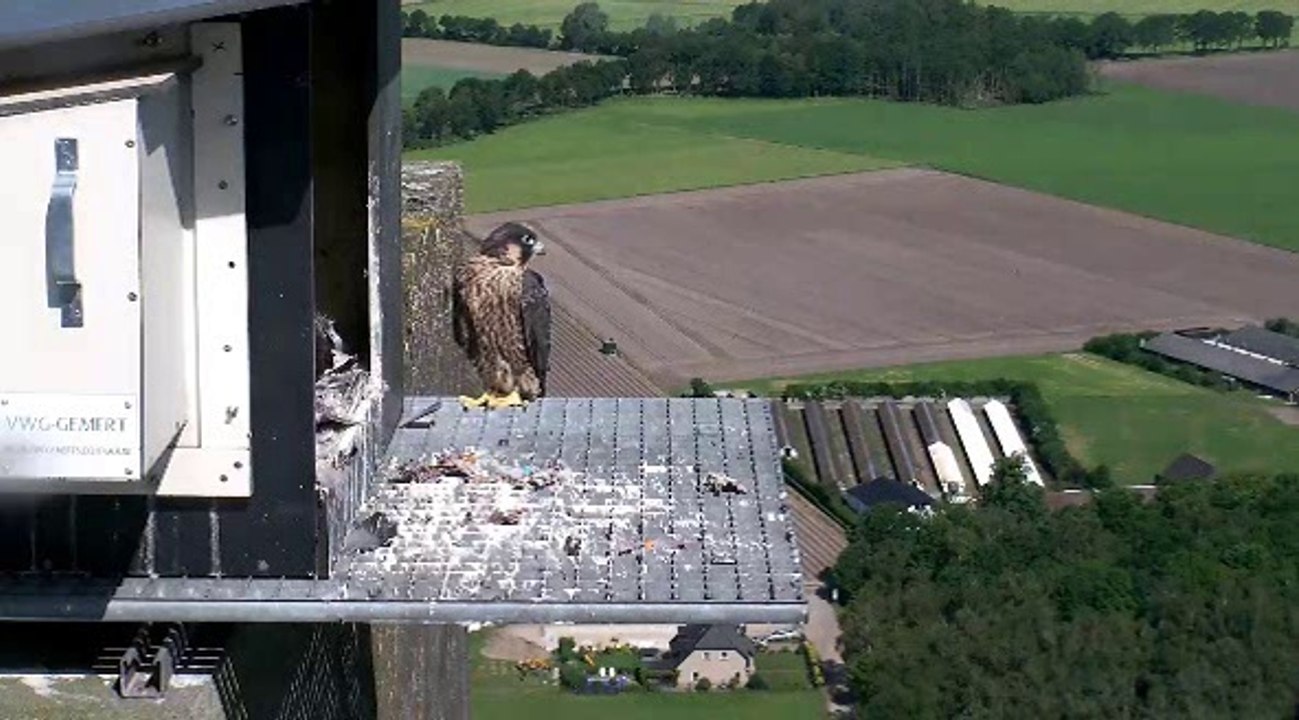 zal ik niet... zal ik wel....