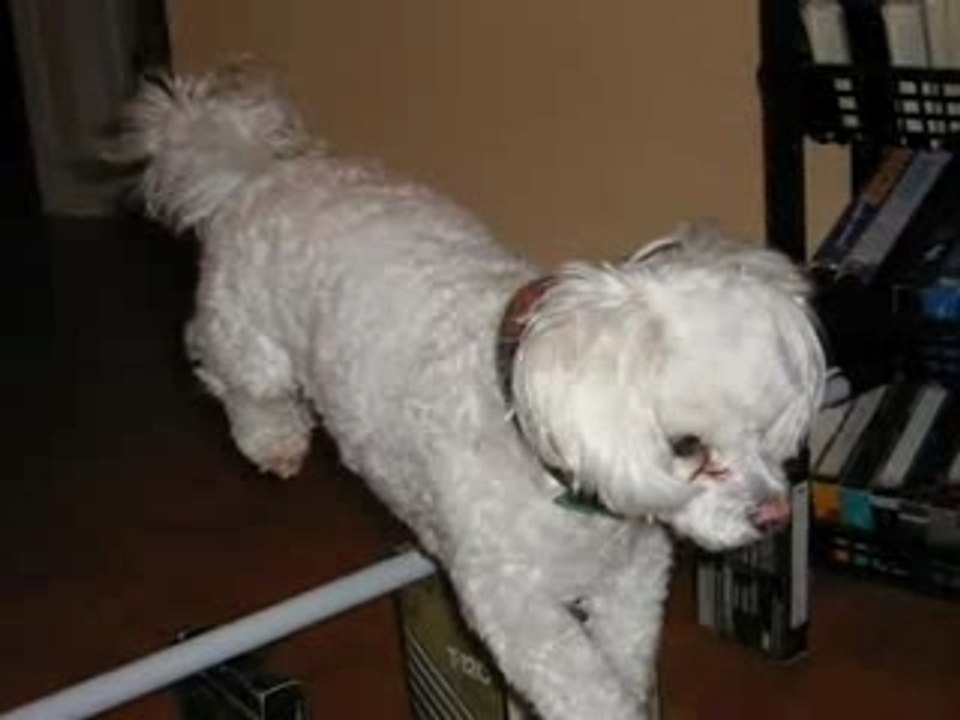 Chiko obstacle montage