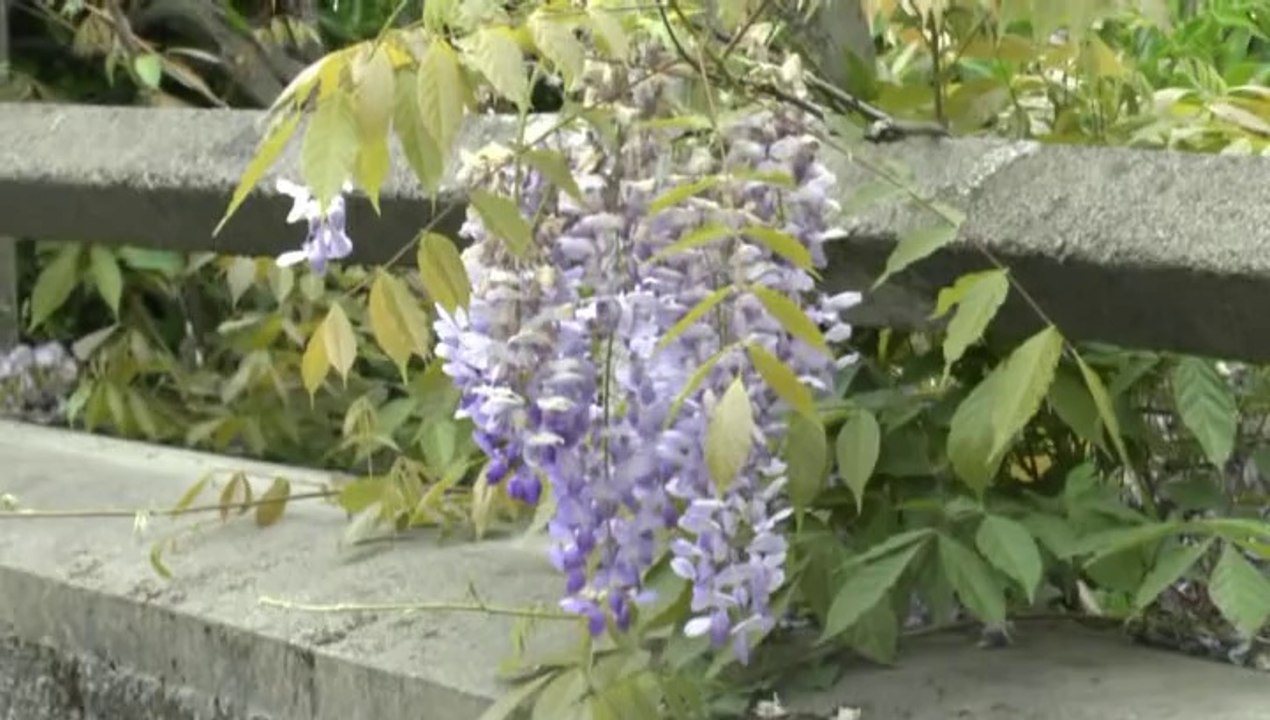 LES W-D.D. MICHOU SATURDAY NEWS - 19 AVRIL 2014 - EN 3 PETITS TOURS DU STADE NAUTIQUE.