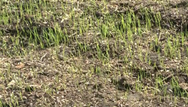 LES W-D.D. MICHOU TUESDAY NEWS - 13 AVRIL 2014 - STADE NAUTIQUE DEBUT DU PLACAGE DU GAZON.