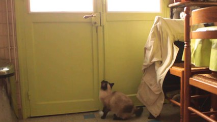 LILY KITTY GIRL SIAMESE OPEN THE DOORS