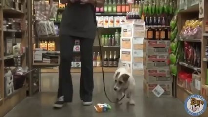 ‫الكلب الذي تبحث عنه الفتيات‬