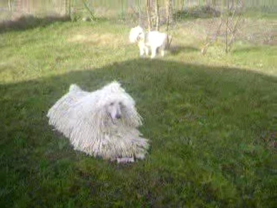 seven mon caniche cordé