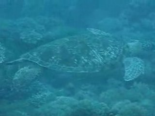 Plongée Philippines