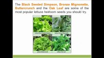 Heirloom Seeds - The 5 Best Vegetables to Grow 3