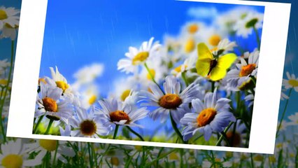Daisies...(music Omar Akram)... ...