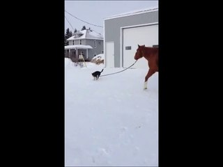 Atını Yürüyüşe Çıkaran Köpek :)