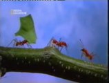 Fuerza bruta: Hormigas cortadoras de hojas