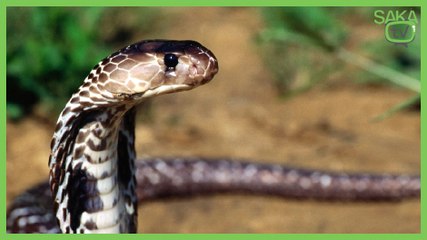 Kafası Güzel Yılan