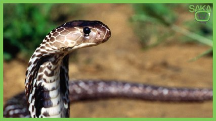 Markette Yılan Şakası