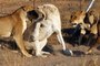 Lions DEADLY ATTACK on ANIMALS - Lions fighting to death