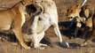 Lions DEADLY ATTACK on ANIMALS - Lions fighting to death