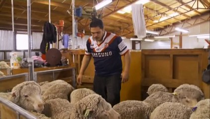 shearing gang season 2 ep 3