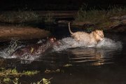 Lions ATTACK on ANIMALS at Night - Lions fighting to death