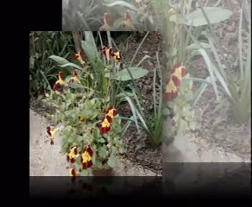 Osmanımın tesbihi var da mercandan - Mercan ALAGÖZ
