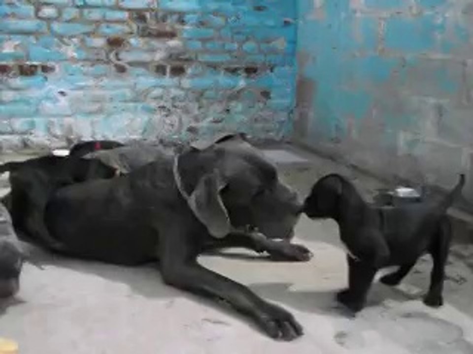 chiots tous ensemble