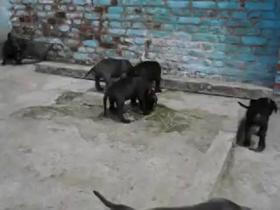 re chiot ensemble