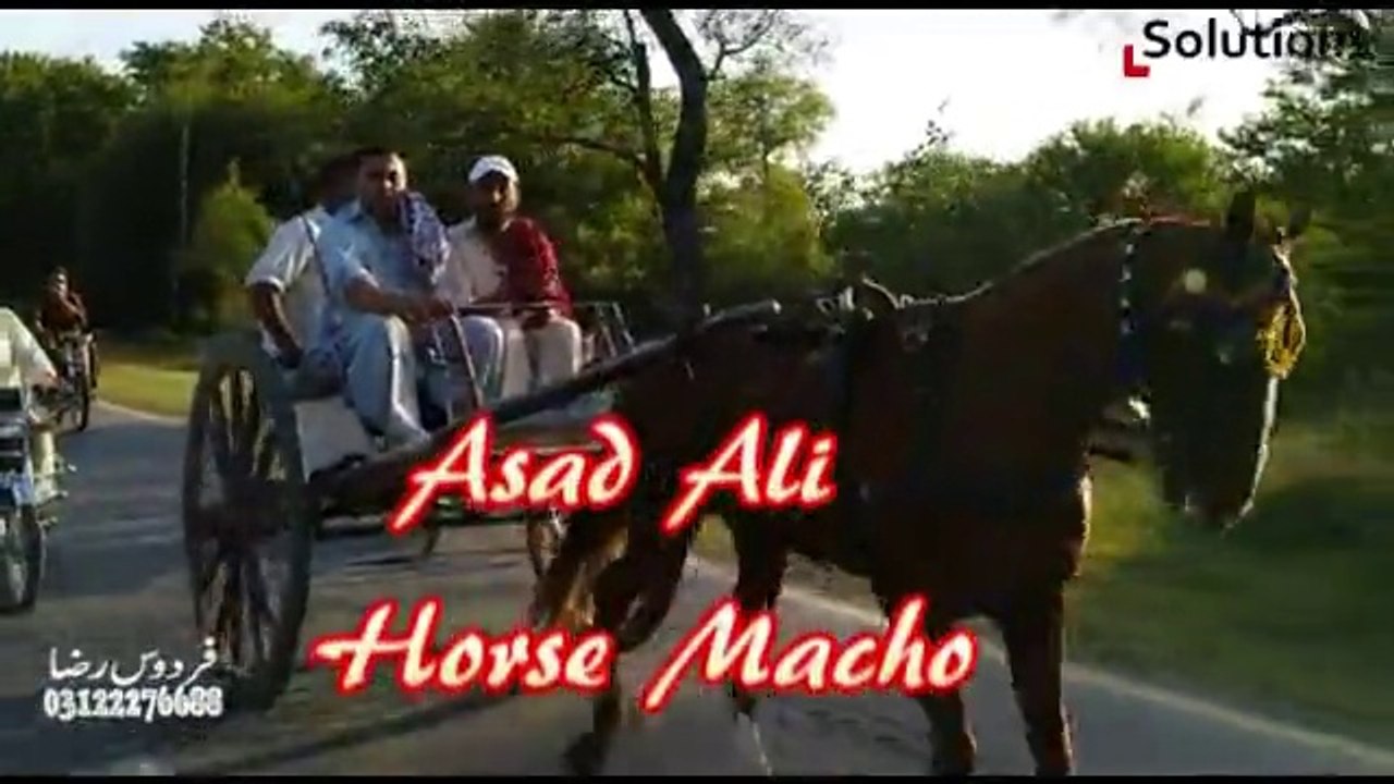asad ali horse macho jumma try 23-5-14