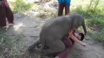 Baby Elephant Loves Cuddling with Arthur (Original)