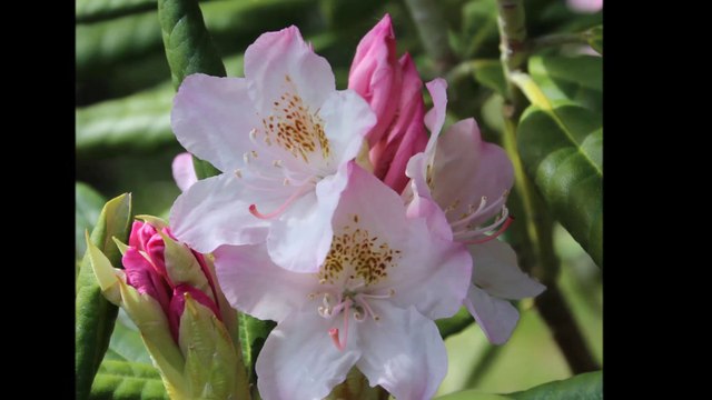 MON JARDIN et SES FLEURS 26.5.2014