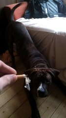 Un chien anti-tabac