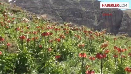 Kato Dağı'nda Ters Lale Festivali Düzenlenecek