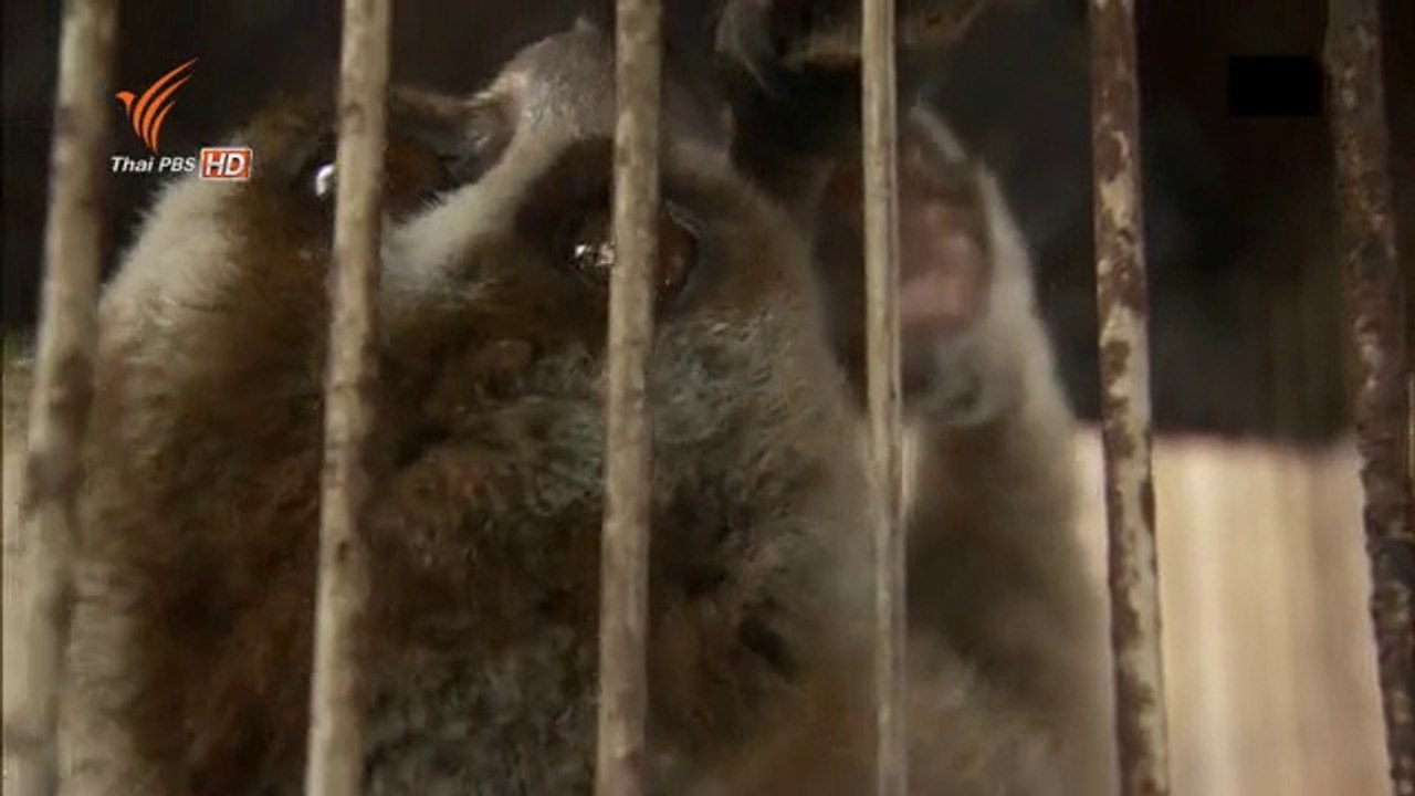 จอมซนแห่งเกาะชวา 26May14