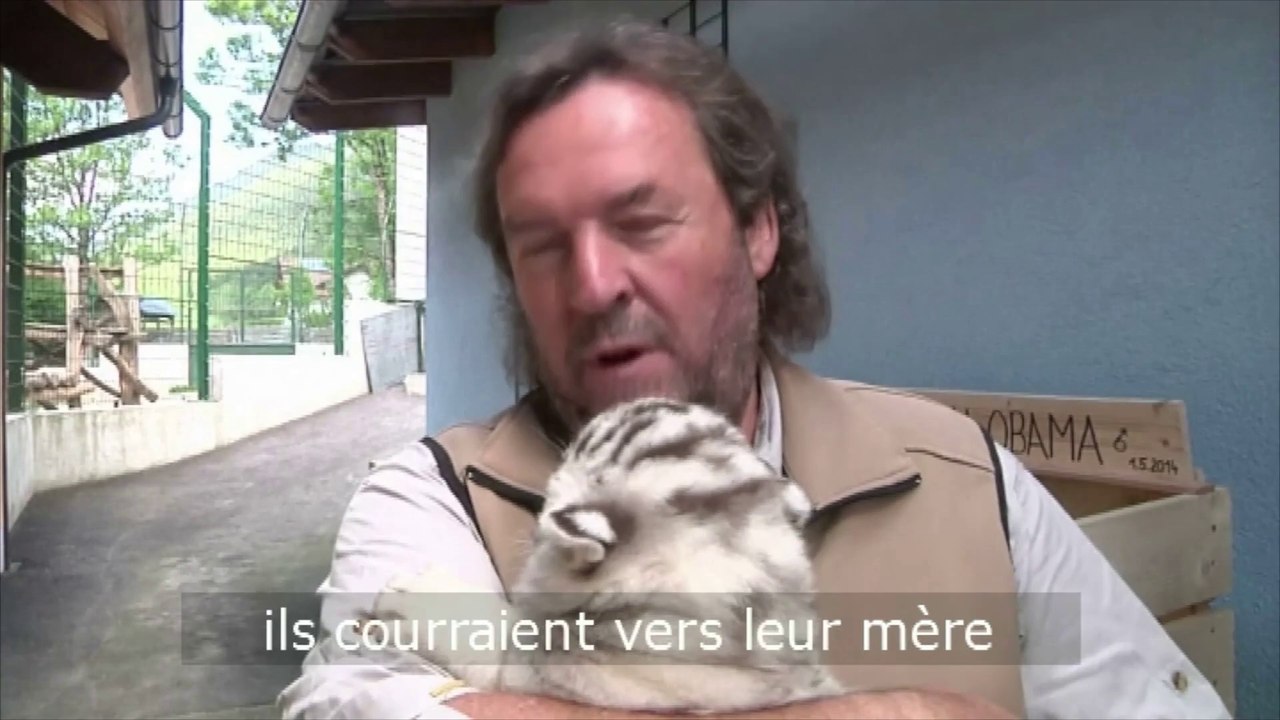 Rare naissance de cinq tigres blancs à Vienne