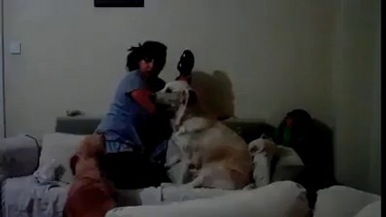 dogs are trying to save their little fellow from his mother.