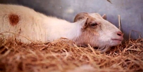 Bir Keçi ile Eşeğin İlginç Arkadaşlık Hikayesi