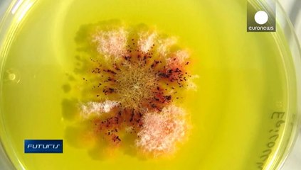 La cura per il cancro? Si cerca in mare