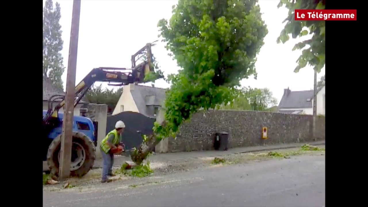 Morlaix. Des tilleuls centenaires à terre