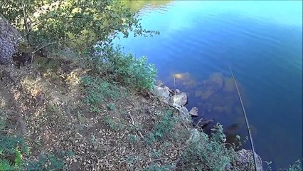 Largemouth Bass Fishing Bird In mouth