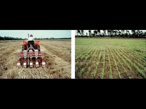 DHAN (RICE) DIRECT SOWING TIPS DR.ASHRAF SAHIBZADA