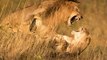 LIONS FIGHTING TO DEATH - BRUTAL KILLERS - NO MERCY
