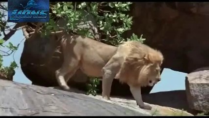 Lions ULTIMATE BATTLE FOR SURVIVE - Lions fighting to death