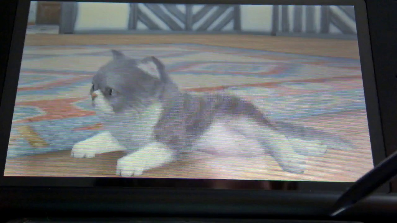 Nintendogs + cats : une bonne nouvel + un bug est égale l'Ep 4